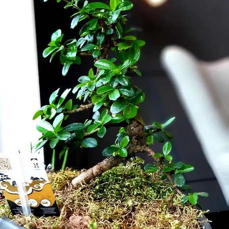 Orange Tree Ostello Będzin