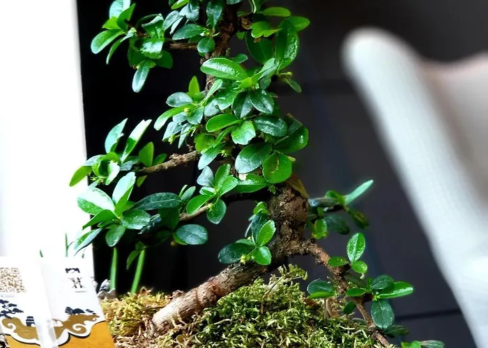 Orange Tree אכסניה Będzin